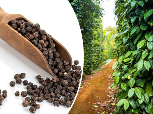 20 Black Peppercorn Vine Seeds - Seed World
