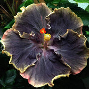 20 Black Pink Purple Hibiscus Seeds - Seed World