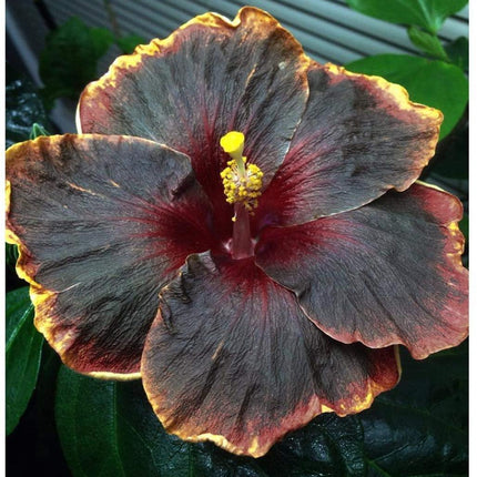 20 Black Pink Purple Hibiscus Seeds - Seed World