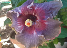 20 Black Pink Purple Hibiscus Seeds - Seed World