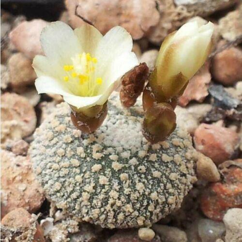 20 Blossfeldia Liliputana Cactus Seeds - Seed World