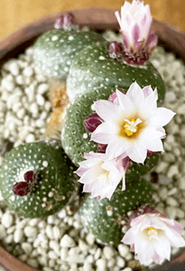 20 Blossfeldia Liliputana Cactus Seeds - Seed World