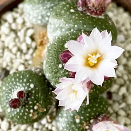 20 Blossfeldia Liliputana Cactus Seeds - Seed World