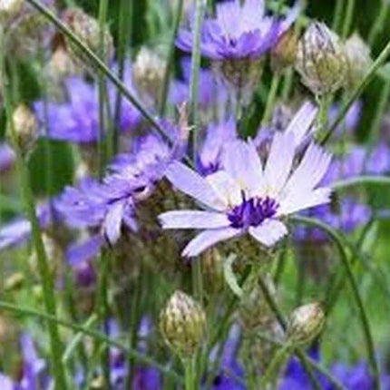 20 Blue Cupid's Dart (Catananche Caerulea) Seeds - Seed World