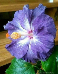 20 Blue White Hibiscus Seeds - Seed World