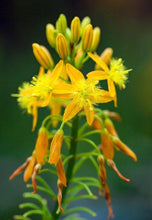 20 Bulbine Natalensis | Natal Red Root Seeds - Seed World