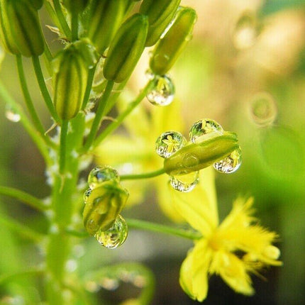 20 Bulbine Natalensis Seeds – Natal Red Root (Ornamental Succulent) - Seed World