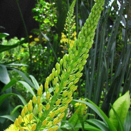 20 Bulbine Natalensis Seeds – Natal Red Root (Ornamental Succulent) - Seed World