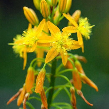 20 Bulbine Natalensis Seeds – Natal Red Root (Ornamental Succulent) - Seed World