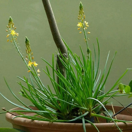 20 Bulbine Natalensis Seeds – Natal Red Root (Ornamental Succulent) - Seed World