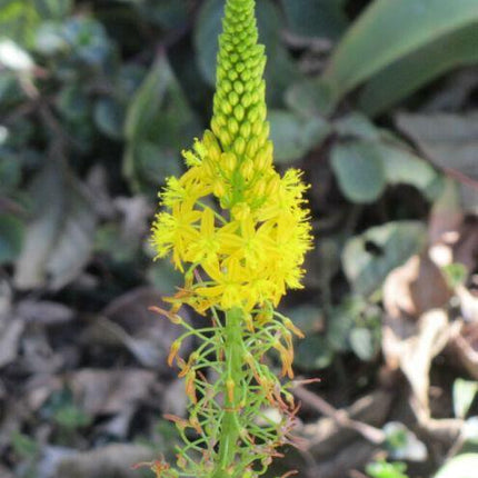 20 Bulbine Natalensis Seeds – Natal Red Root (Ornamental Succulent) - Seed World