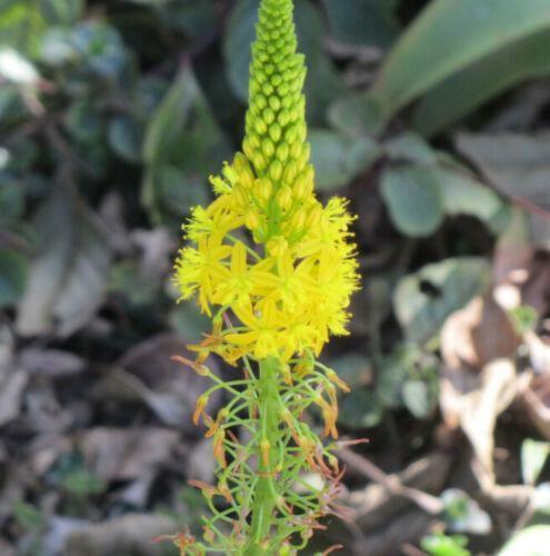 20 Bulbine Natalensis Seeds – Natal Red Root (Ornamental Succulent) - Seed World