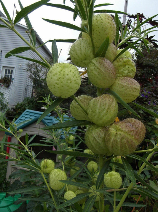 20 Butterfly Balls Seeds - Seed World