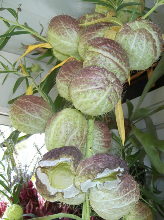 20 Butterfly Balls Seeds - Seed World