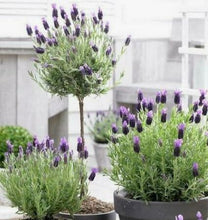 20 Butterfly Lavender Seeds - Seed World
