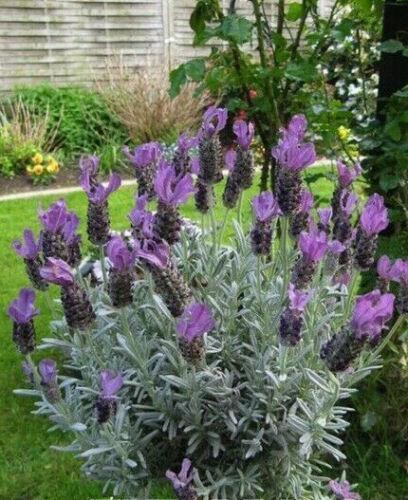 20 Butterfly Lavender Seeds - Seed World