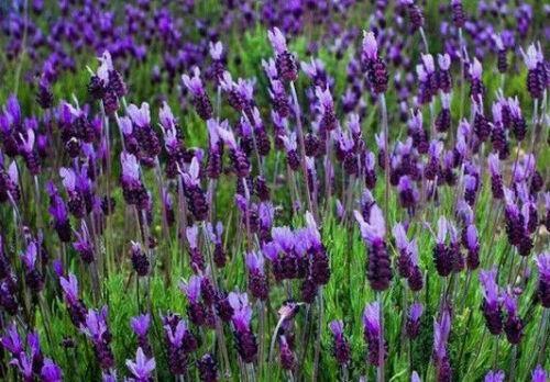 20 Butterfly Lavender Seeds - Seed World