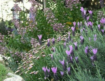20 Butterfly Lavender Seeds - Seed World