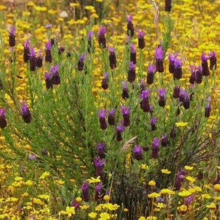 20 Butterfly Lavender Seeds - Seed World