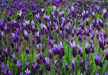 20 Butterfly Lavender Seeds - Seed World