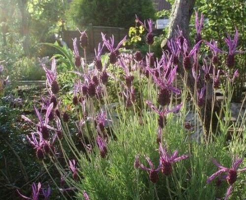 20 Butterfly Lavender Seeds - Seed World