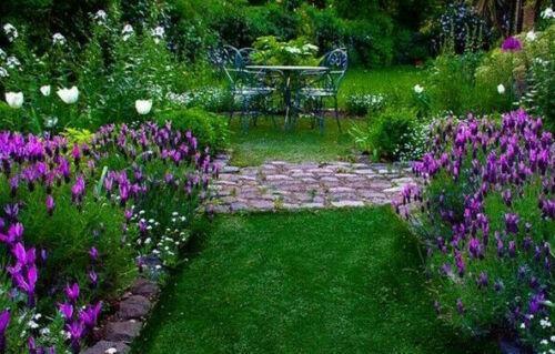 20 Butterfly Lavender Seeds - Seed World