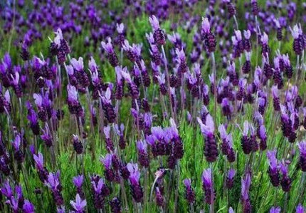 20 Butterfly Lavender Seeds - Seed World