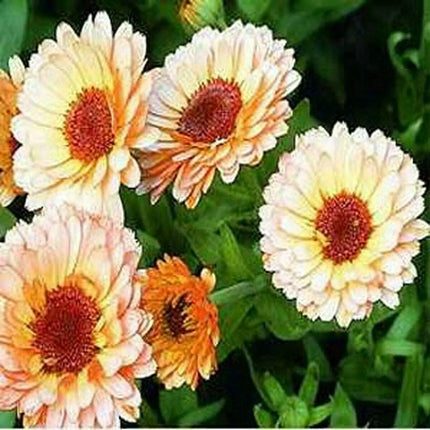 20 Calendula Pot Marigold - Pink Surprise Seeds - Seed World