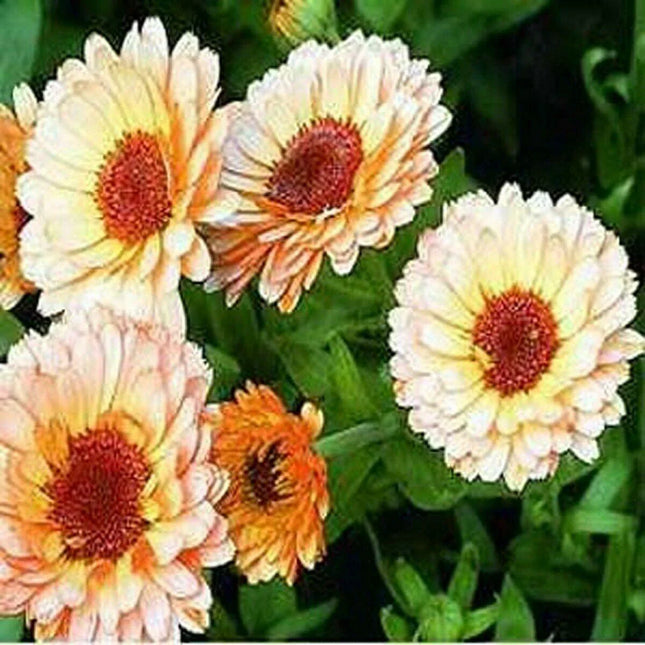 20 Calendula Pot Marigold - Pink Surprise Seeds - Seed World