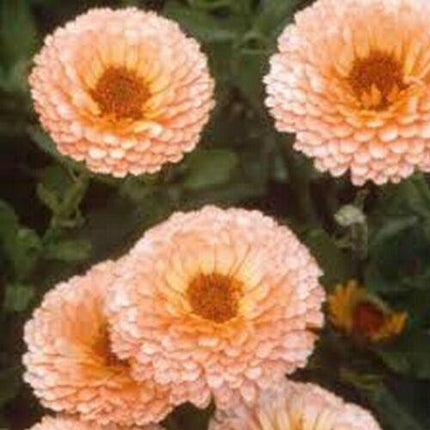 20 Calendula Pot Marigold - Pink Surprise Seeds - Seed World