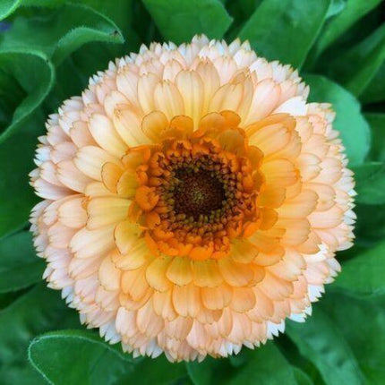 20 Calendula Pot Marigold - Pink Surprise Seeds - Seed World