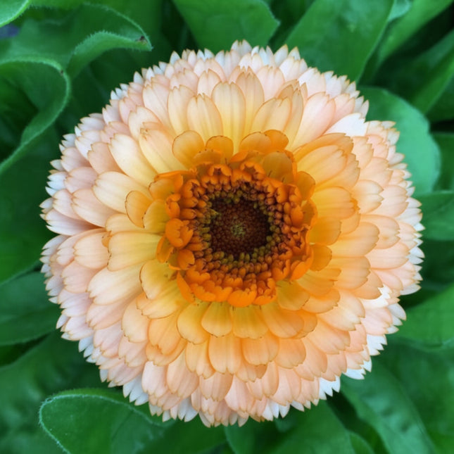 Pink Surprise Calendula Pot Marigold with soft peach-pink double blooms. Seed World