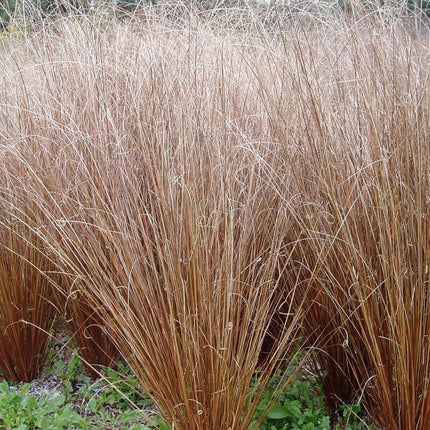 20 Carex Red Rooster Ornamental Grass Seeds - Seed World