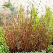 20 Carex Red Rooster Ornamental Grass Seeds - Seed World