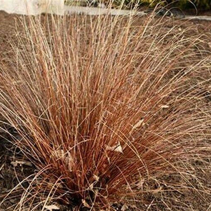 20 Carex Red Rooster Ornamental Grass Seeds - Seed World