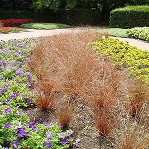 20 Carex Red Rooster Ornamental Grass Seeds - Seed World