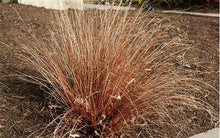 20 Carex Red Rooster Ornamental Grass Seeds - Seed World