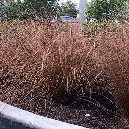 20 Carex Red Rooster Ornamental Grass Seeds - Seed World