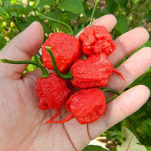 20 Carolina Reaper Seeds - Seed World