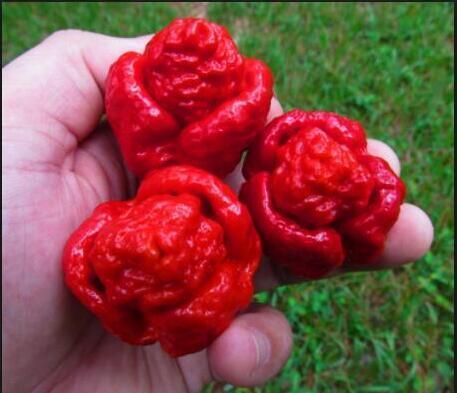 20 Carolina Reaper Seeds - Seed World