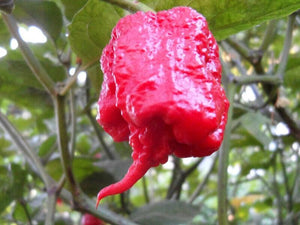 20 Carolina Reaper Seeds - Seed World