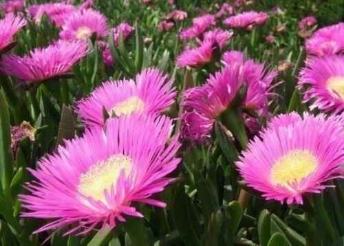 20 Carpobrotus Edulis - Rare Exotic Succulent Seeds - Seed World