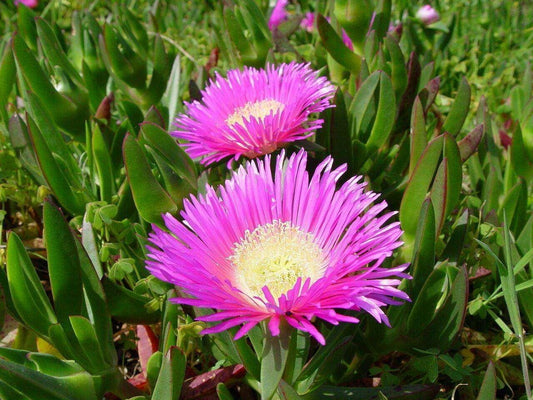 20 Carpobrotus Edulis - Rare Exotic Succulent Seeds - Seed World