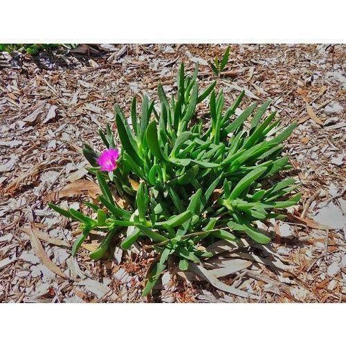 20 Carpobrotus Edulis - Rare Exotic Succulent Seeds - Seed World