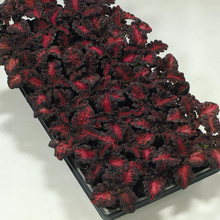 20 Coleus Black Dragon Seeds - Seed World