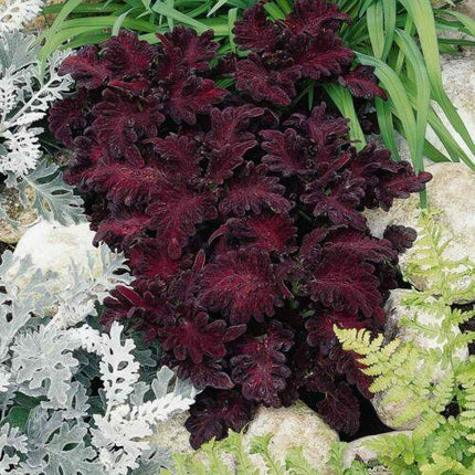 20 Coleus Black Dragon Seeds - Seed World