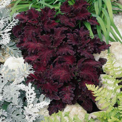 20 Coleus Black Dragon Seeds - Seed World