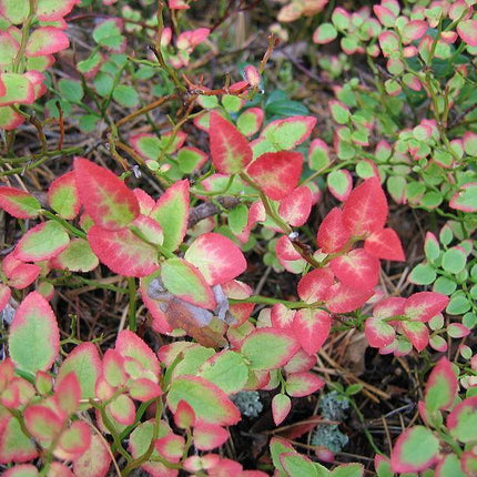 20 Common Bilberry Seeds - Seed World