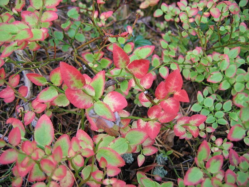 20 Common Bilberry Seeds - Seed World