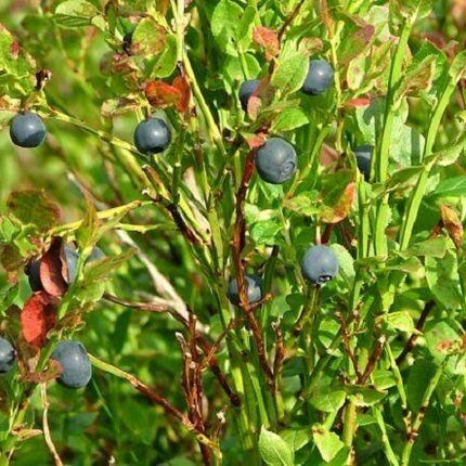 20 Common Bilberry Seeds - Seed World